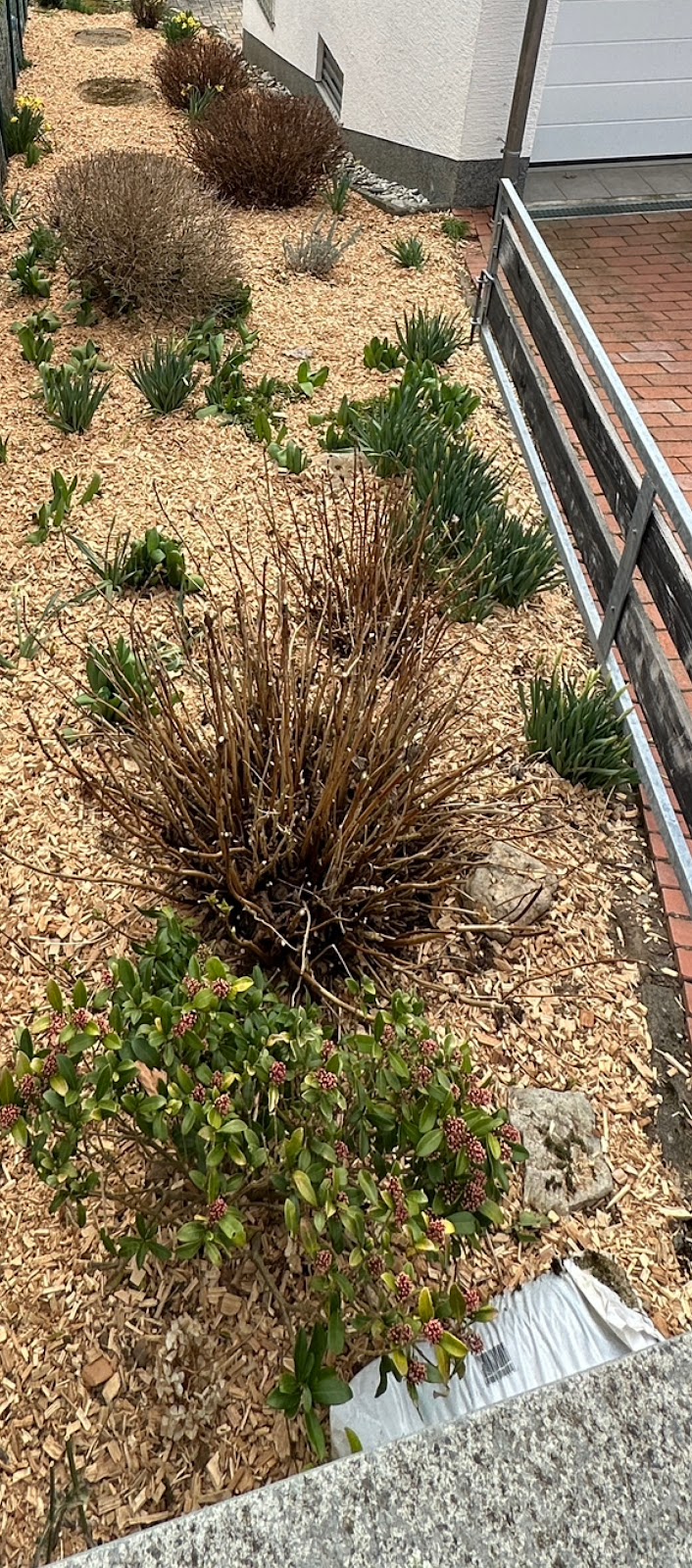 Blumen im Garten